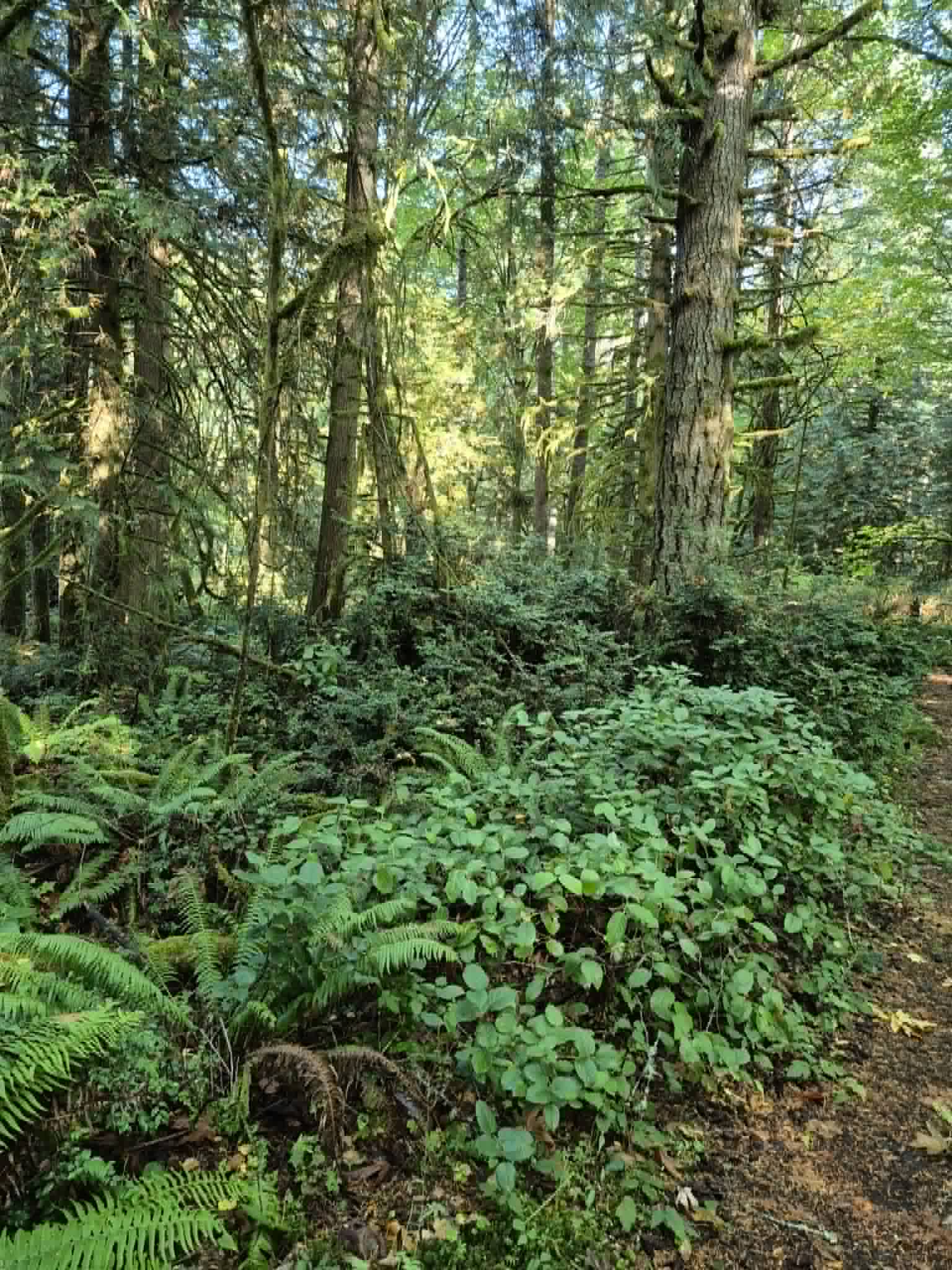 Sunlit rain forest trail in Washington State, lined with ferns and tall trees